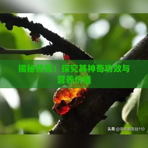 揭秘燕窝：探究其神奇功效与营养价值