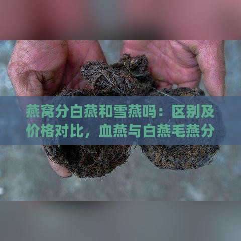 燕窝分白燕和雪燕吗：区别及价格对比，血燕与白燕毛燕分类解析