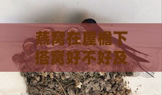 燕窝在屋檐下搭窝好不好及对其右边捅窝对人伤害分析