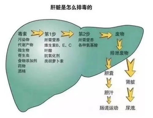 燕窝的成分分析：揭开其营养价值与组成成分的奥秘