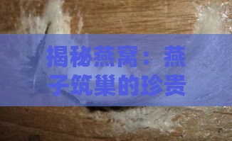 揭秘燕窝：燕子筑巢的珍贵分泌物及其营养价值解析