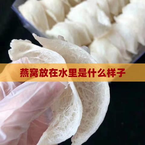 燕窝放在水里是什么样子