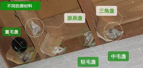 探究纯正燕窝的成分：揭秘燕窝制作的原材料与工艺流程