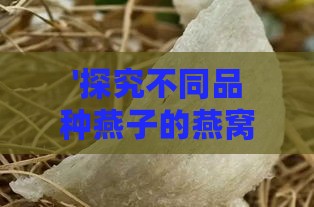 '探究不同品种燕子的燕窝品质：哪一种燕窝更具优势'