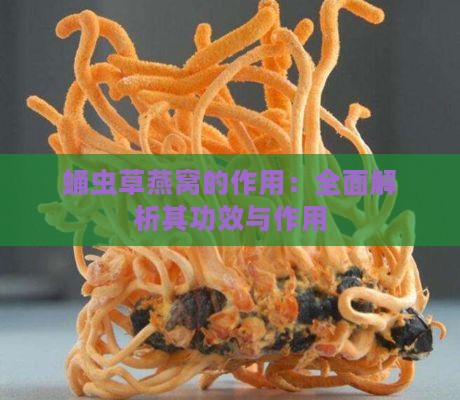 蛹虫草燕窝的作用：全面解析其功效与作用