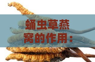 蛹虫草燕窝的作用：全面解析其功效与作用