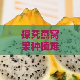 探究燕窝果种植难题：为何燕窝果不生根？