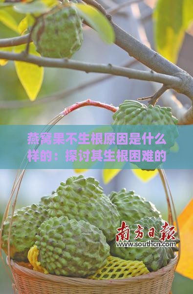 燕窝果不生根原因是什么样的：探讨其生根困难的具体原因