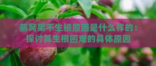 燕窝果不生根原因是什么样的：探讨其生根困难的具体原因