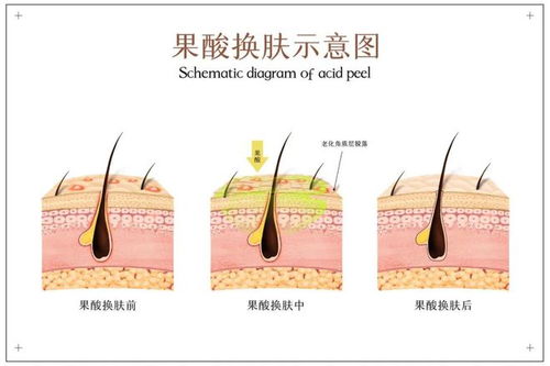 探究燕窝酸对人体可能的副作用及影响