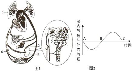 探究燕窝酸在人体各部位分布及更高含量解析