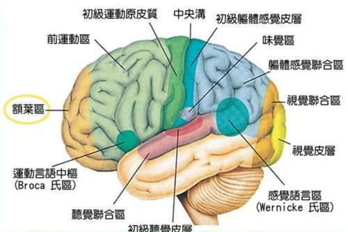 人脑什么中含燕窝酸更高