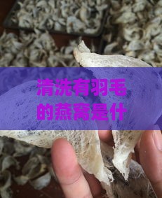 清洗有羽毛的燕窝是什么牌子及如何清洗其羽毛的方法推荐