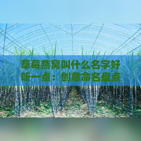 草莓燕窝叫什么名字好听一点：创意命名盘点与推荐