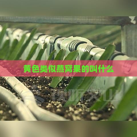 黄色类似燕窝果的叫什么