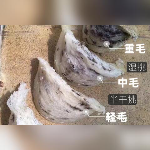 探究燕窝煮成水状背后原因：营养流失还是操作不当？