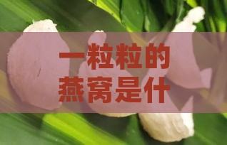 一粒粒的燕窝是什么牌子、燕子品种、意思及特点解析