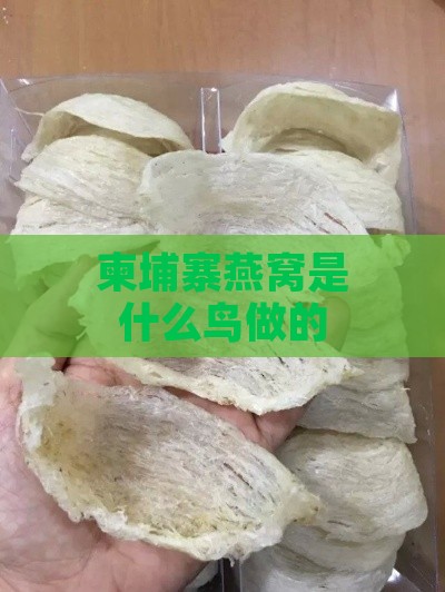 柬埔寨燕窝是什么鸟做的