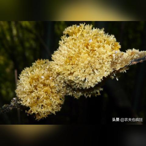 家里有小燕窝是什么征兆