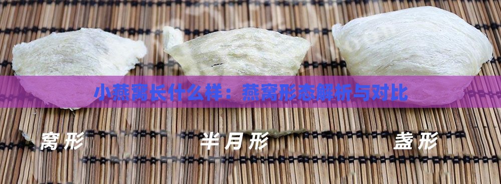 小燕窝长什么样：燕窝形态解析与对比