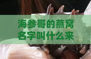 海参哥的燕窝名字叫什么来着：探究其独特命名背后的故事