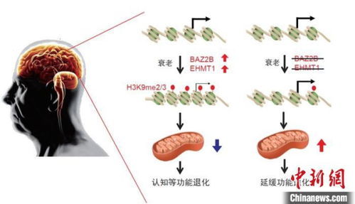 揭秘燕窝抗衰老因子：全面解析其神奇作用与多重功效