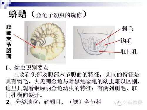 燕窝S级与SS级品质差异及挑选要点全解析