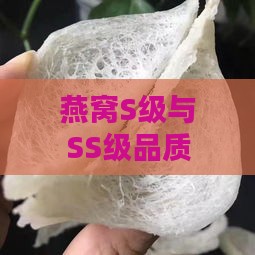 燕窝S级与SS级品质差异及挑选要点全解析