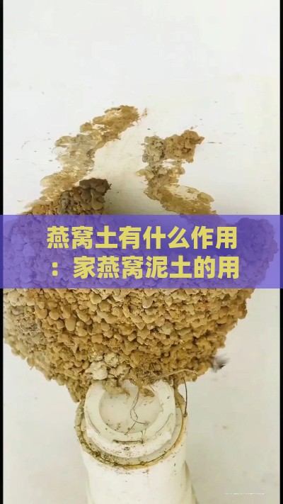 燕窝土有什么作用：家燕窝泥土的用途与功效探究