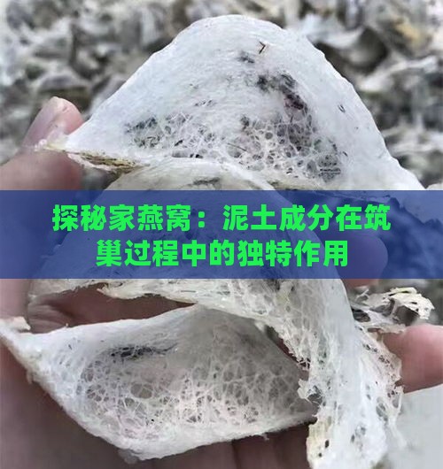 探秘家燕窝：泥土成分在筑巢过程中的独特作用