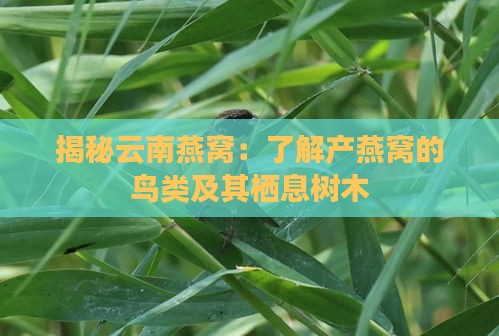 揭秘云南燕窝：了解产燕窝的鸟类及其栖息树木