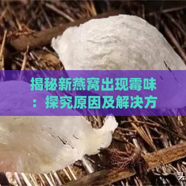 揭秘新燕窝出现霉味：探究原因及解决方法