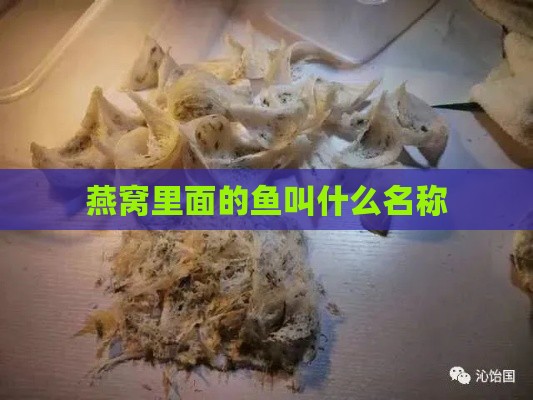 燕窝里面的鱼叫什么名称