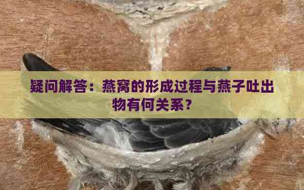 疑问解答：燕窝的形成过程与燕子吐出物有何关系？