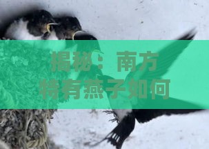 揭秘：南方特有燕子如何筑巢产出珍贵燕窝