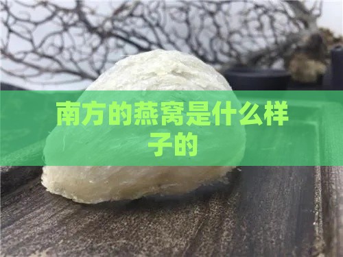 南方的燕窝是什么样子的