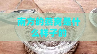 南方的燕窝是什么样子的