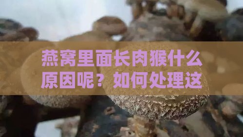 燕窝里面长肉猴什么原因呢？如何处理这种情况？