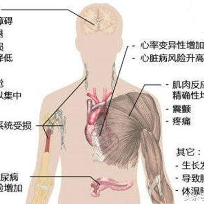 探究燕窝过量食用的潜在副作用与注意事项