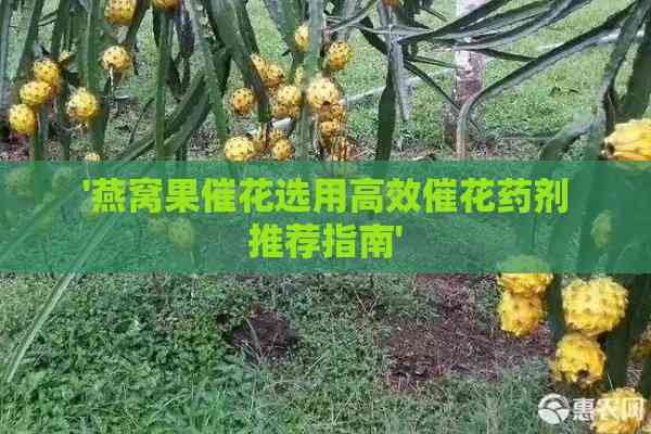 '燕窝果催花选用高效催花药剂推荐指南'