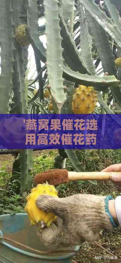 '燕窝果催花选用高效催花药剂推荐指南'