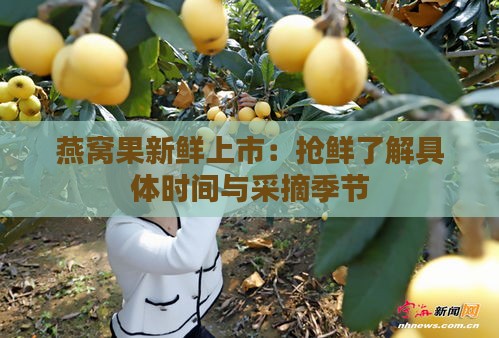 燕窝果新鲜上市：抢鲜了解具体时间与采摘季节