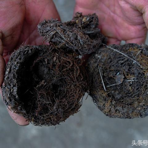 燕窝唾液：含量标准、作用与功效解析