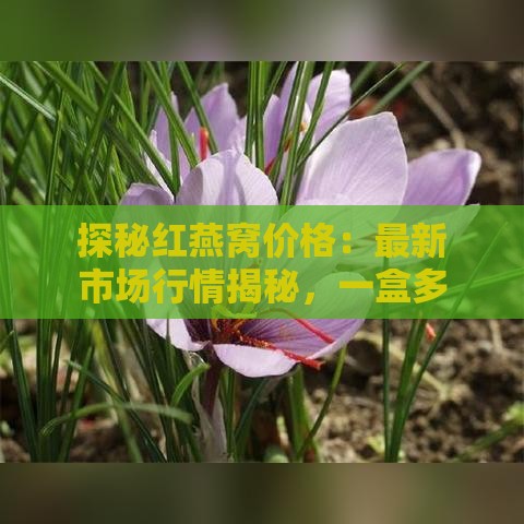 探秘红燕窝价格：最新市场行情揭秘，一盒多少钱？