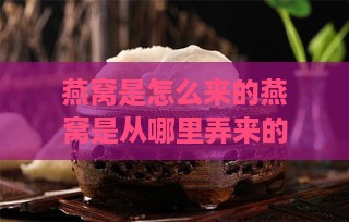 燕窝是怎么来的燕窝是从哪里弄来的：金丝猴与燕窝的来源揭秘