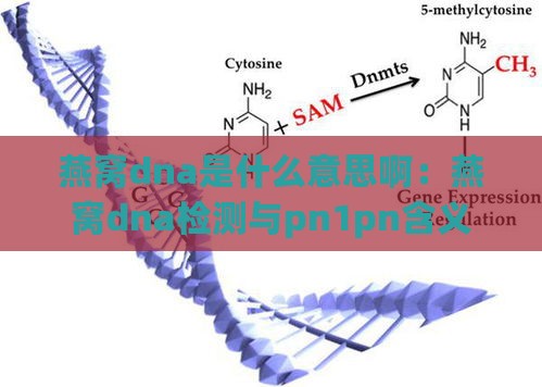 燕窝dna是什么意思啊：燕窝dna检测与pn1pn含义解析