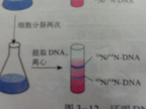 燕窝dna是什么意思啊：燕窝dna检测与pn1pn含义解析