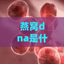 燕窝dna是什么意思啊