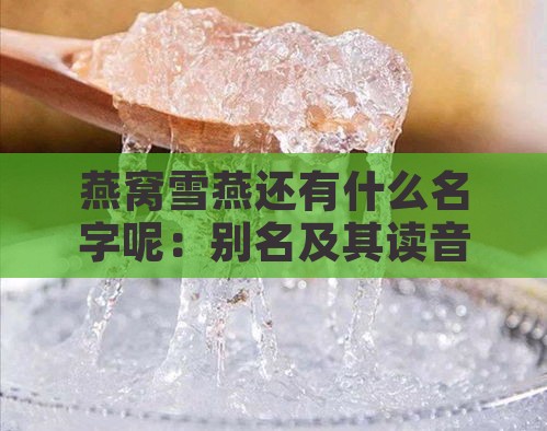 燕窝雪燕还有什么名字呢：别名及其读音探究