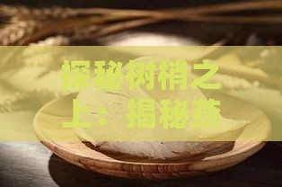 探秘树梢之上：揭秘燕窝的神秘名称与燕子的树巢之谜